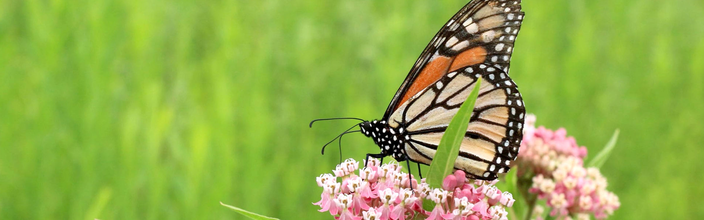 3-monarch2