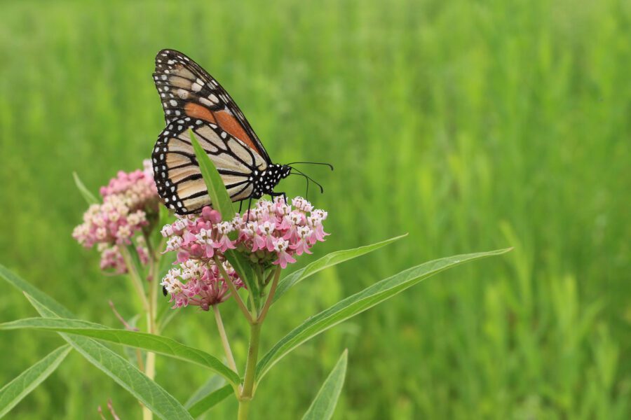 Monarch butterfly on a milkweed plant