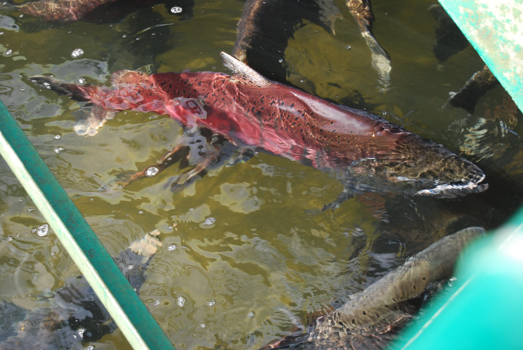 Biodiversity - River Partners
