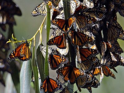 California’s Monarch Butterflies Are Down 99%. Can This Plant Help?