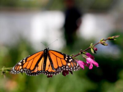 Bakersfield preserve is helping save the butterfly population