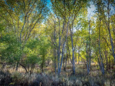 Dos Rios Ranch Preserve - River Partners