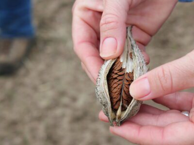 Native Seed and Plants: It’s In Our DNA
