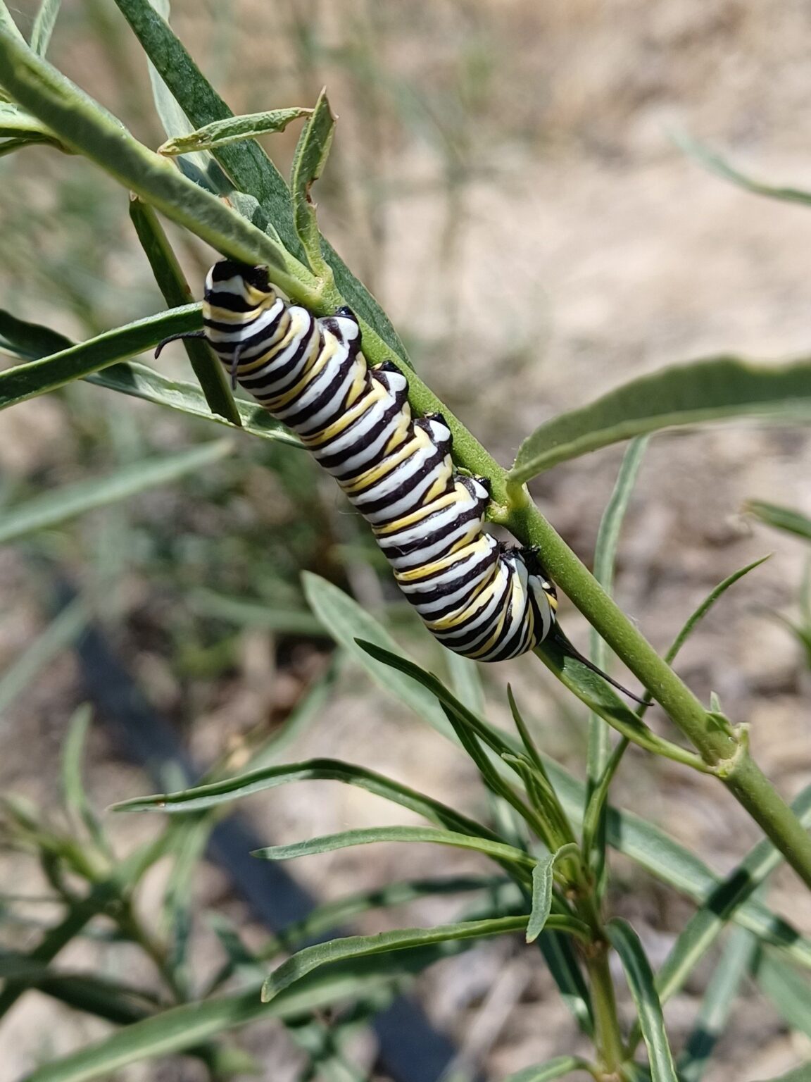 52046388074_2083ea66be_k