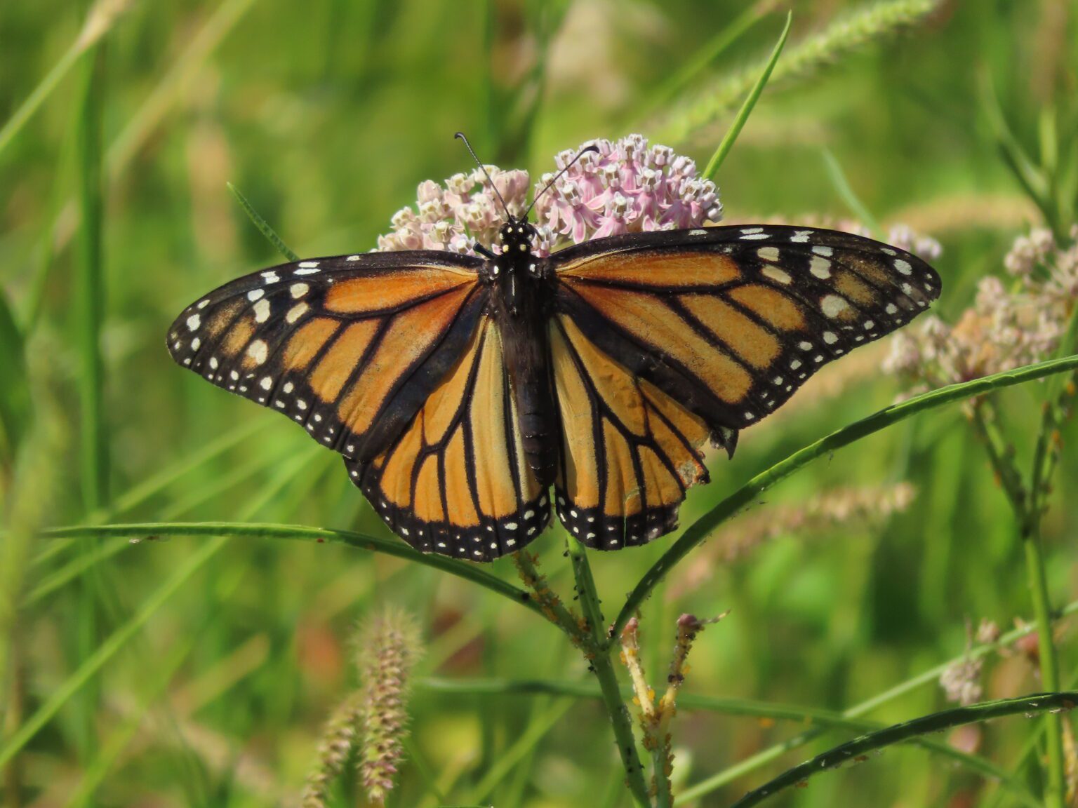 Urgent Action to Save Monarch Butterflies - River Partners