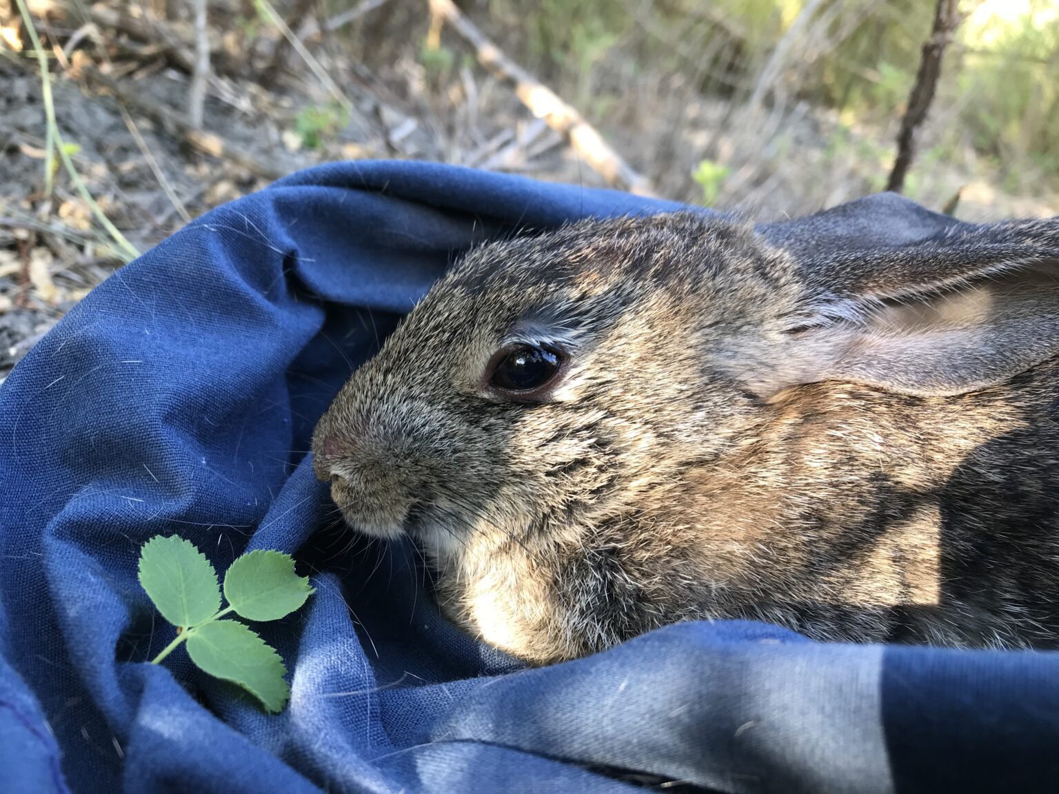 52472725119_e0c5d66d20_4k Riparian Brush Rabbit