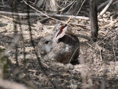 Coming to the Rescue for Endangered Rabbits