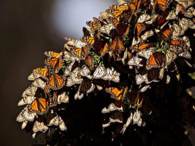 Western monarch butterflies are nearly extinct. California has a plan to save them