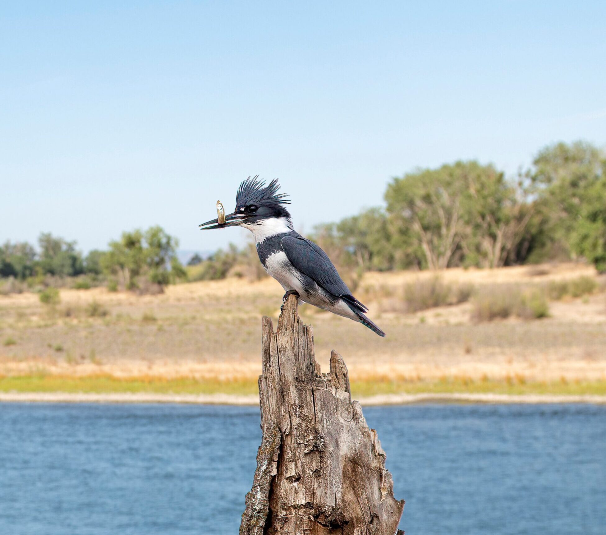 Biodiversity - River Partners