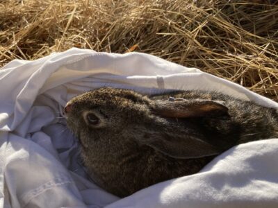 Hands-On Recovery of the Riparian Brush Rabbit