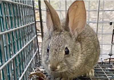 Oakland Zoo partnership helps save endangered riparian brush rabbits from deadly virus