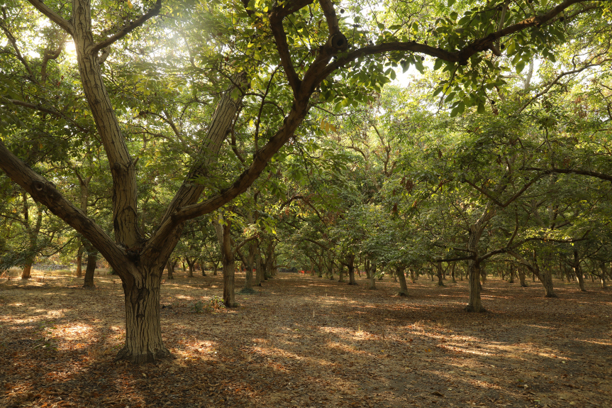 Riparian restoration project in motion - River Partners