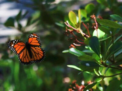Signs of success in California campaign to keep monarch butterflies from disappearing