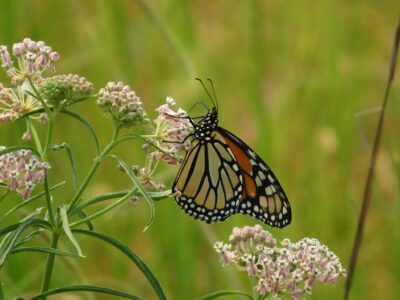 Hope for the Monarch Butterfly