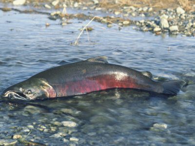 Saving Salmon during Historic Drought
