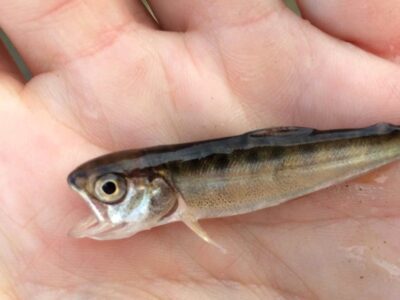 Riverside Rest Stops for Salmon Recovery