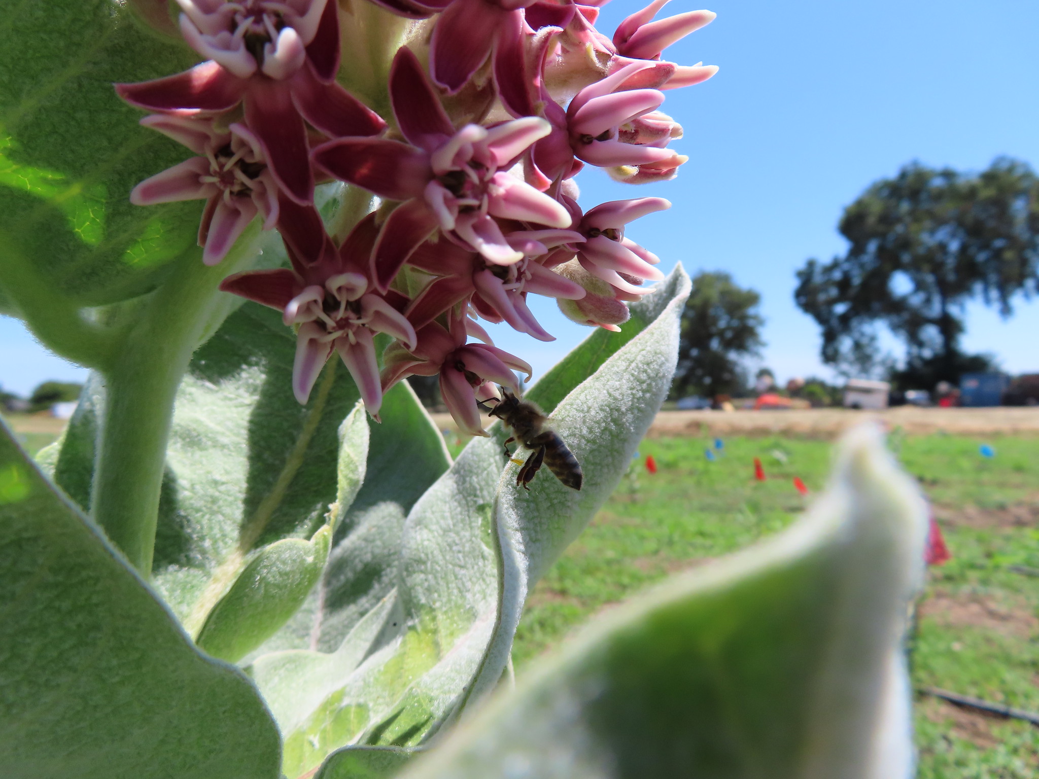 Honeybee on milkweed