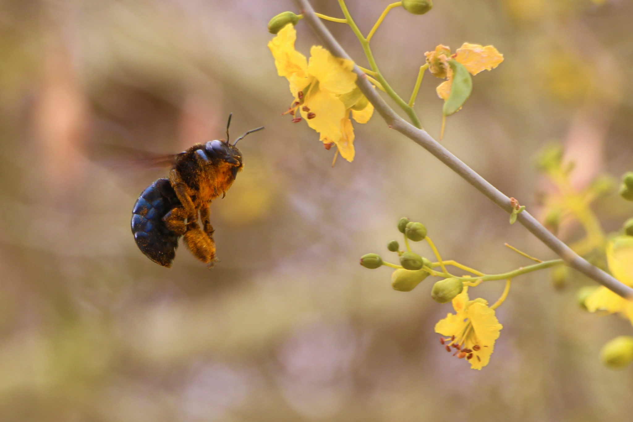 Bee hovering near a yellow flower
