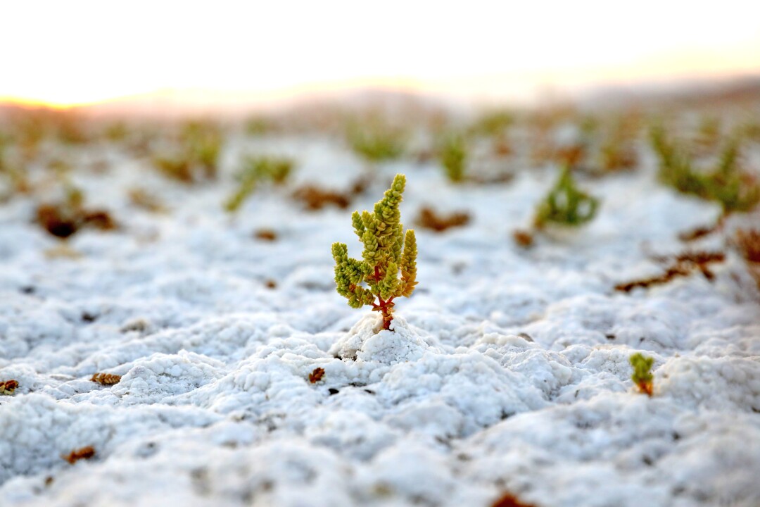 Amargosa niterwort plants grow through the salt crust of the Amargosa River Basin near Death Valley National Park 