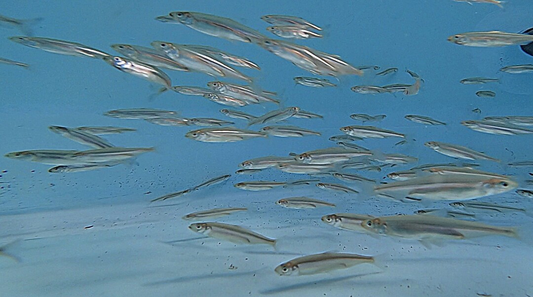 Federally endangered Delta Smelt hatched at the UC Davis Fish Conservation & Culture Lab, swim around a holding tank