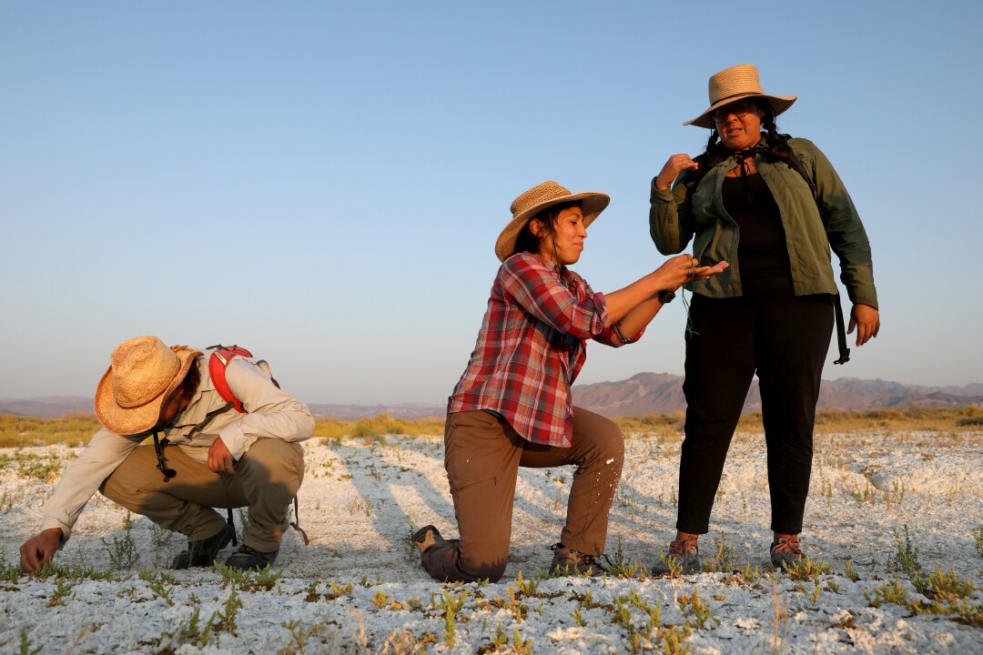 Botanists collect seeds from the endangered Amargosa niterwort plant in drought-stricken Amargosa Valley. 