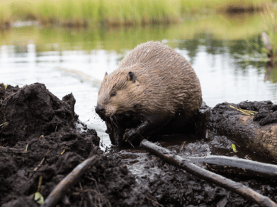 Beavers: The Unsung Heroes of Healthy Rivers