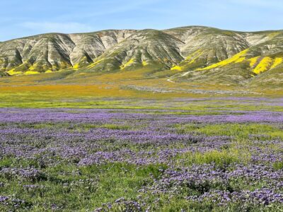 Making the Bloom at Carrizo Plain Even More Super