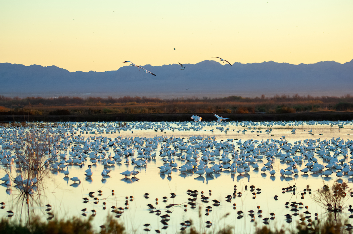 Bringing Life Back to the Salton Basin - River Partners