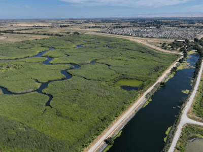 Restored Delta Tidal Marsh Fights Climate Change and Attracts Wildlife, Native Species