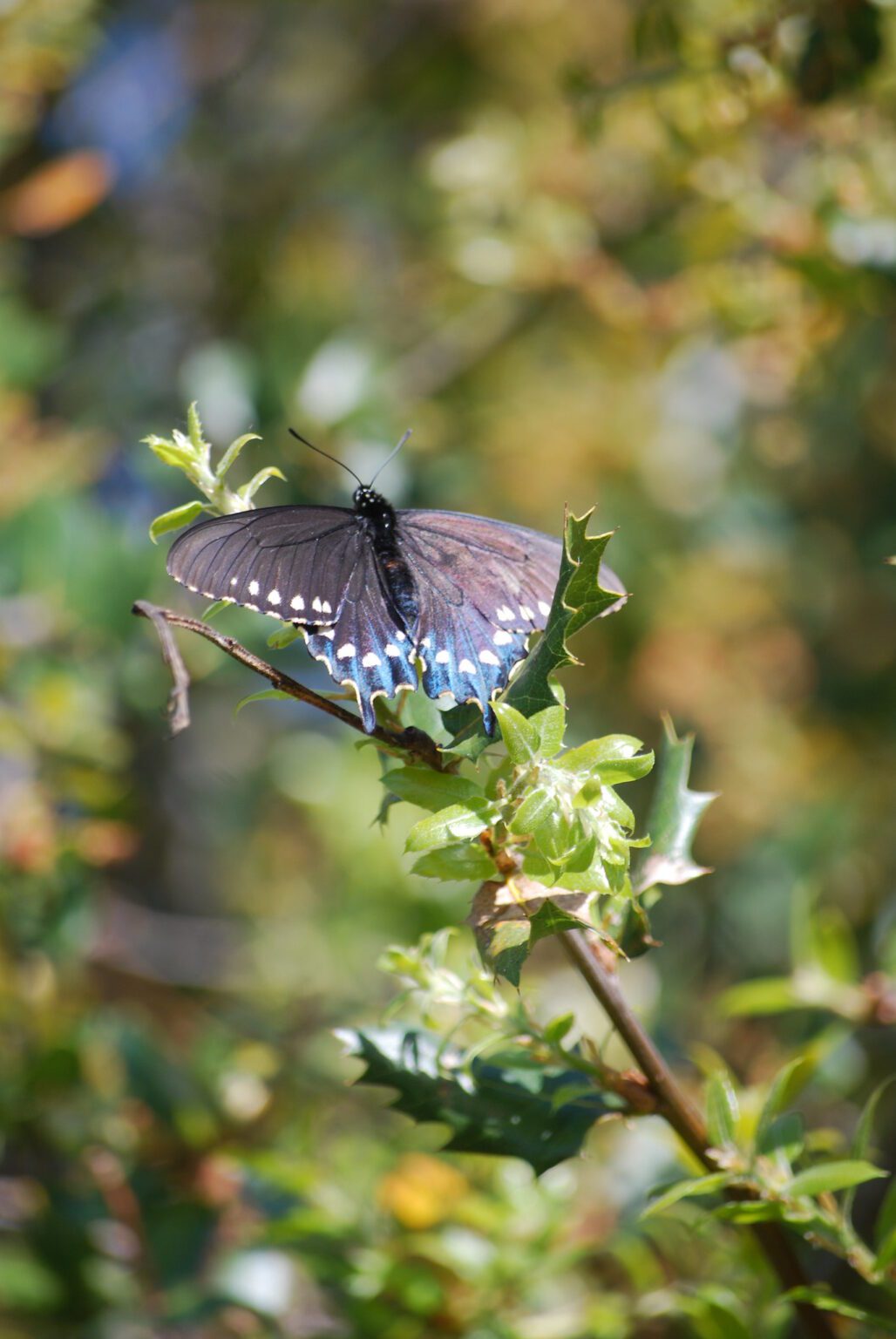 51415994524_008dd84764_k