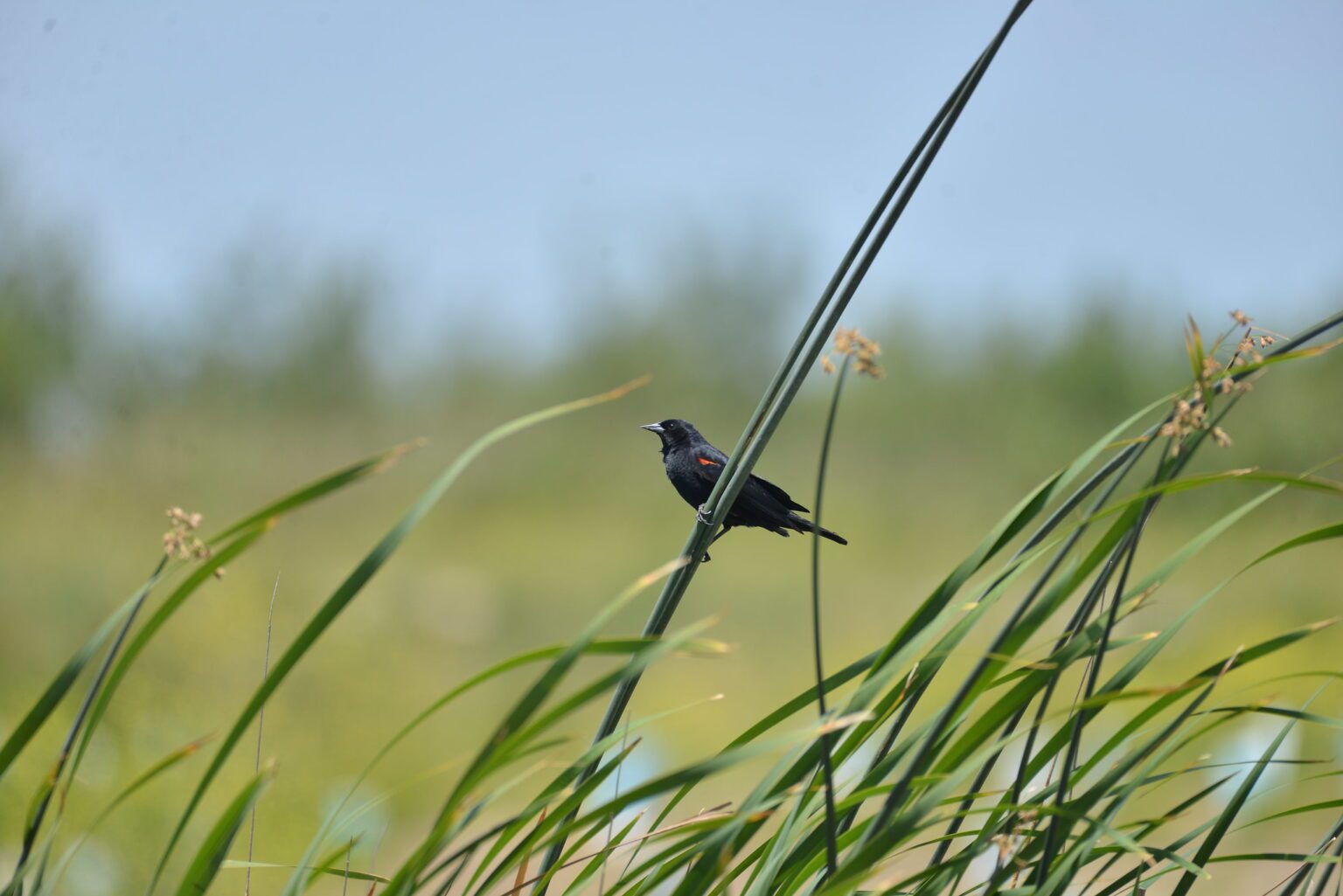 52056597232_03d373e8cf_k