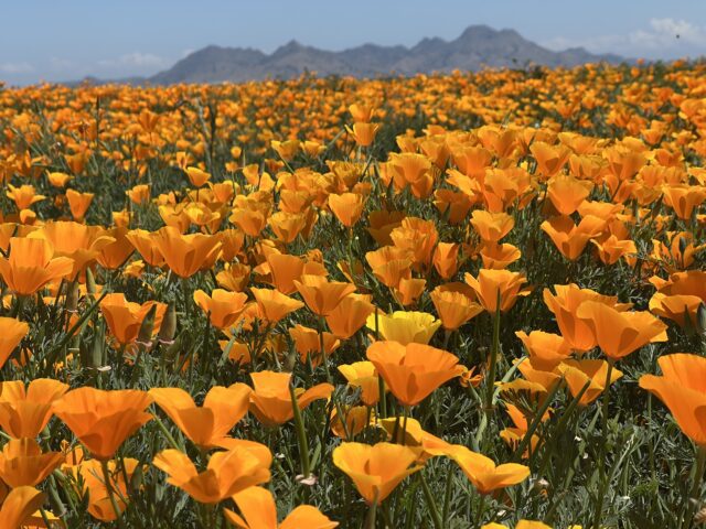 The Native Seed Farm Safeguarding California’s Future