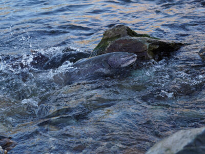 Restoring Salmon Habitat and Hope along the Sacramento River