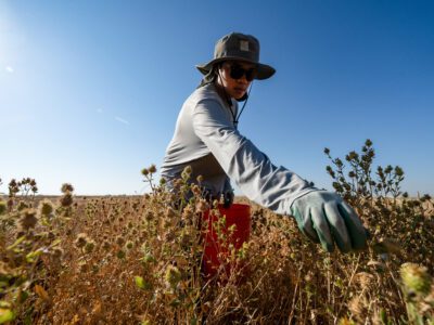 The Race to Save the American Landscape One Seed at a Time