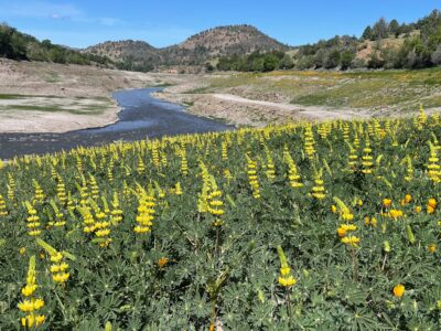 Healing Our Connection with the Land