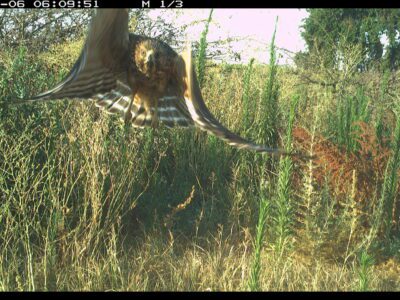 Breaking Ground: River Partners Pioneering Innovative Research for Imperiled Species