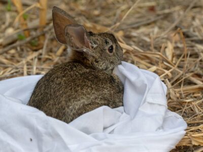 We tag along as rabbit vet vaccinates an endangered species at a Modesto-area refuge