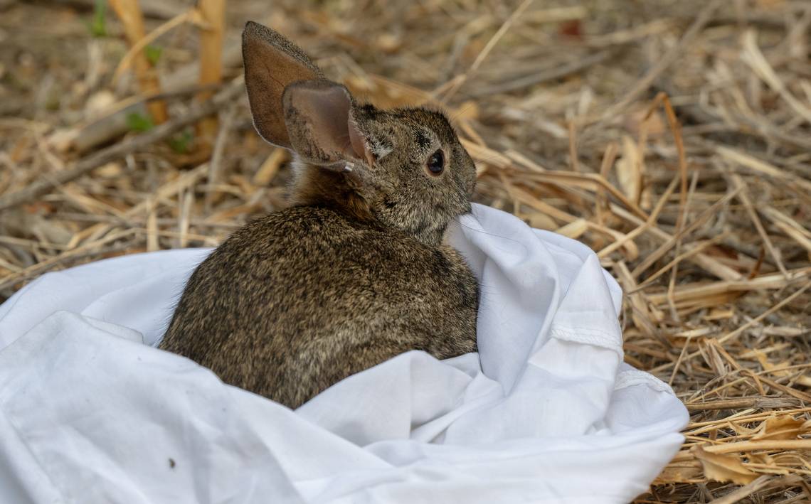 We tag along as rabbit vet vaccinates an endangered species at a ...