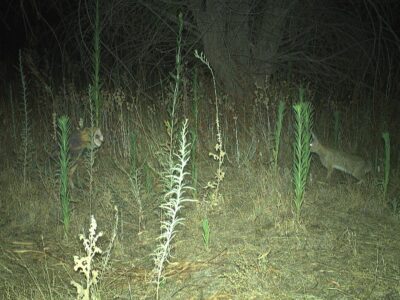 Eyes in the Wild: A River Partners Wildlife Journal