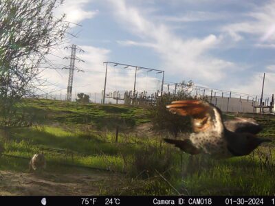 Eyes in the Wild: A River Partners Wildlife Journal – July Edition