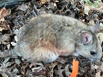 Rare rodent returns to Stanislaus, ‘like a unicorn sitting right in front of us’