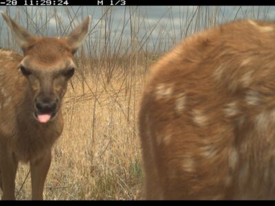 Eyes in the Wild: A River Partners Wildlife Journal – August Edition