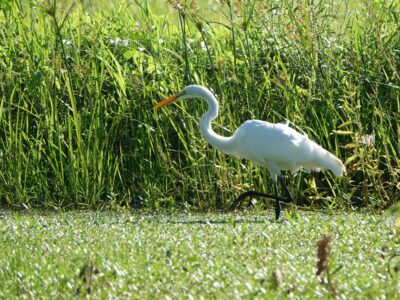 Fallow Fields Become Flyway Havens for Shorebirds
