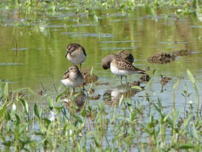 Restoring habitats: Sacramento Valley’s help for migratory birds