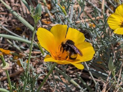 Eyes in the Wild: A River Partners Wildlife Journal – September Edition