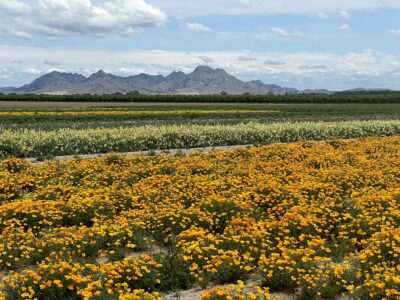 Growing Native Seed to Fuel California’s Critical 30X30 Restoration, Climate Goals