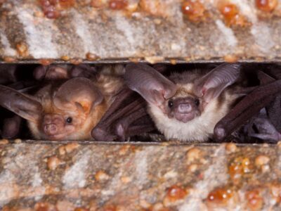 What Bats Are Telling Us about Life in the Central Valley