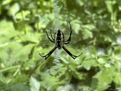 Eyes in the Wild: A River Partners Wildlife Journal – October Edition