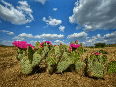 Bringing Rare Species Back From The Brink