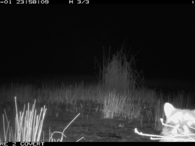 Eyes in the Wild: A River Partners Wildlife Journal – December Edition